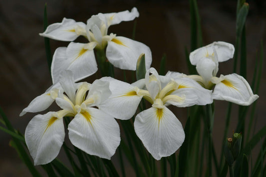 Iris ensata 'Goldbound' - Marginal Pond Plants - BP062