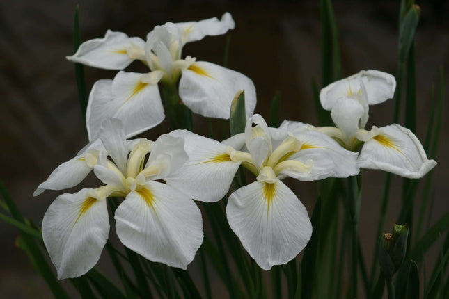 Iris ensata 'Goldbound'