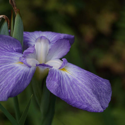 Iris ensata 'Gracieuse'