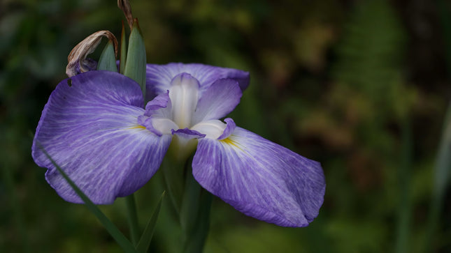 Iris ensata 'Gracieuse'