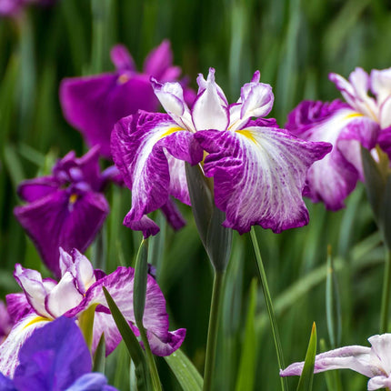 Iris ensata 'Harlequinesque'