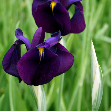 Iris ensata 'Variegata'