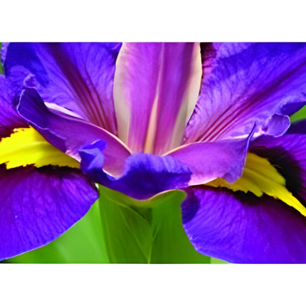 Iris louisiana 'Pegaletta'