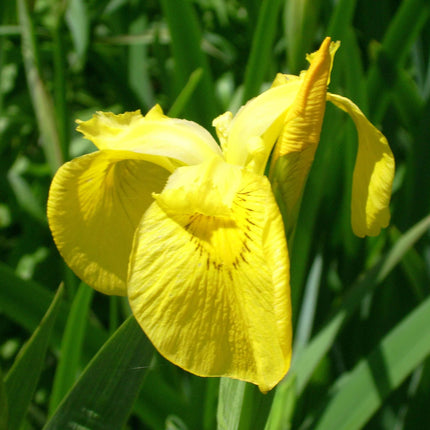 Iris pseudacorus 'Yellow Flag'