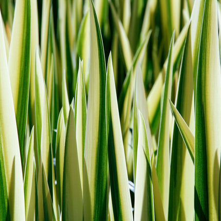 Iris pseudacorus variegata