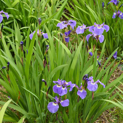 Iris setosa