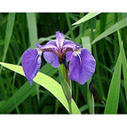 1 / 7cm Bareroot