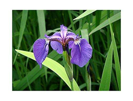 Iris setosa