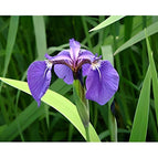 1 / 7cm Bareroot