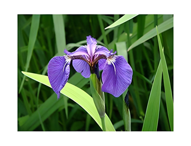Iris setosa