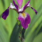 1 / 7cm Bareroot
