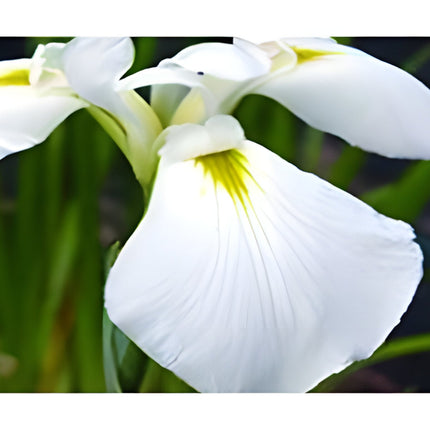 Iris ensata 'Dramatic Moment'