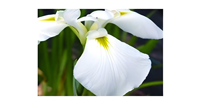 Iris ensata 'Dramatic Moment'
