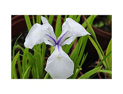Iris laevigata 'Snowdrift'