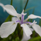 1 / 7cm Bareroot