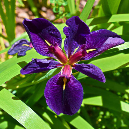 Iris louisiana 'Black Gamecock'