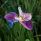 1 / 7cm Bareroot