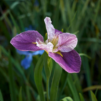 Iris louisiana 'Colorific'