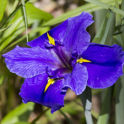 Iris louisiana 'Pegaletta'