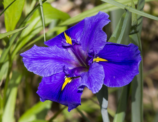 Iris louisiana 'Pegaletta' - Marginal Pond Plants - MP056