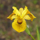 1 / 7cm Bareroot