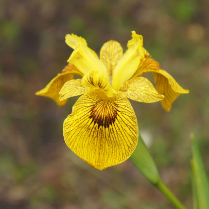 Iris pseudacorus 'Berlin Tiger'