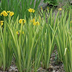 1 / 7cm Bareroot