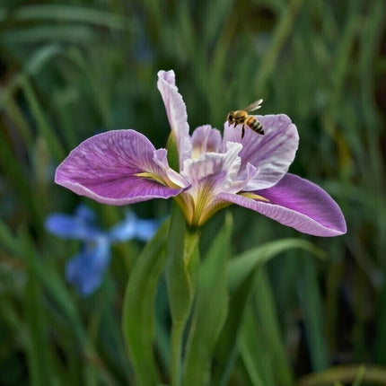 Iris louisiana 'Colorific'