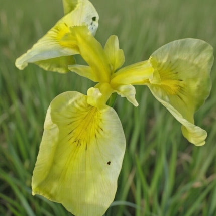 Iris pseudata 'Kimboshi'