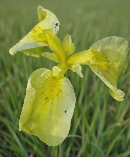 Iris Pseudata Kimboshi - Marginal Pond Plants - MP050A