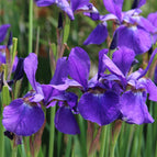 1 / 7cm Bareroot