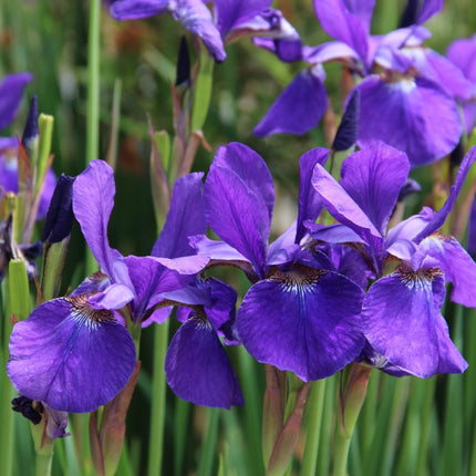Iris sibirica (Siberian flag)