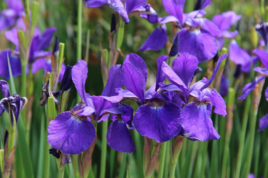 Iris sibirica (Siberian flag) - Marginal Pond Plants - BP068
