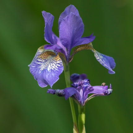 Iris sibirica (Siberian flag)