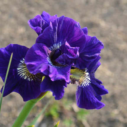 Iris sibirica (Siberian flag)