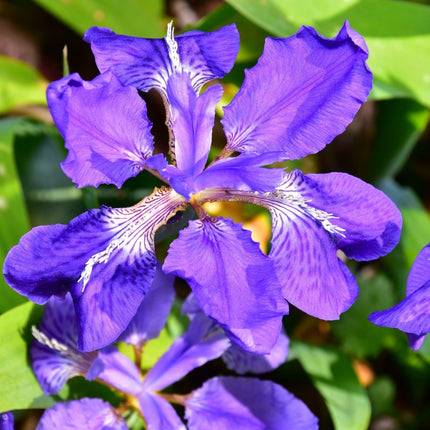 Iris sibirica (Siberian flag)