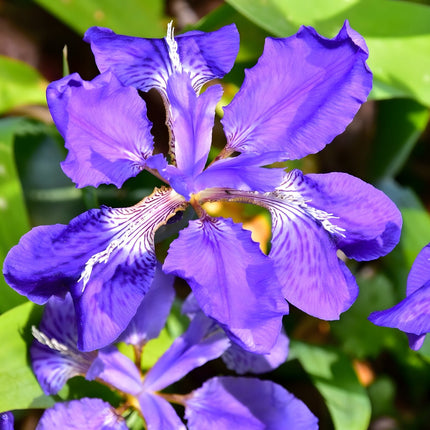 Iris sibirica (Siberian flag)