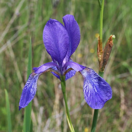 Iris sibirica (Siberian flag)