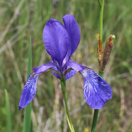 Iris sibirica (Siberian flag)