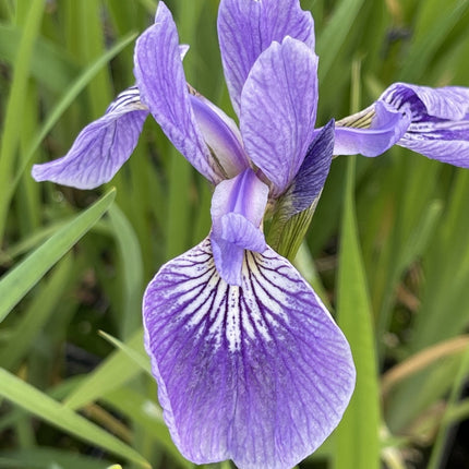 Iris versicolor 'Pacifica'