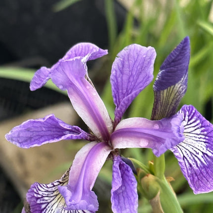 Iris versicolor 'Pacifica'