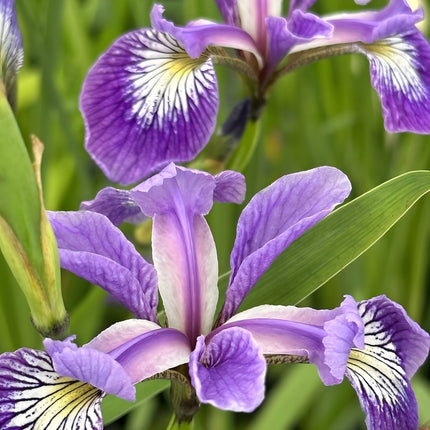 Iris versicolor 'Pacifica'