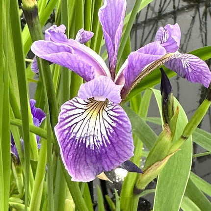 Iris versicolor 'Pacifica'