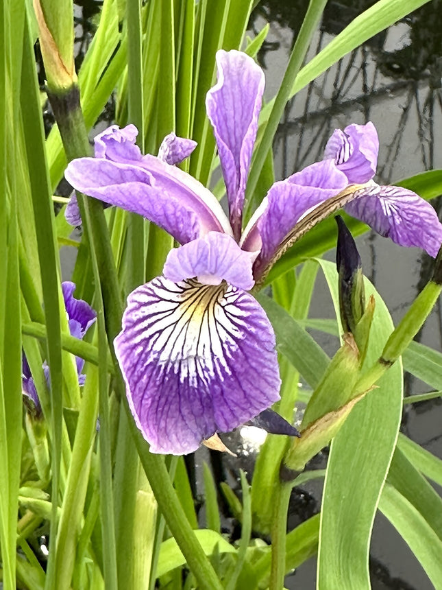 Iris versicolor 'Pacifica'