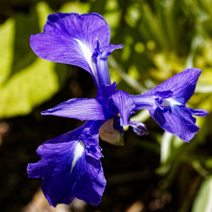 Iris laevigata 'blue'