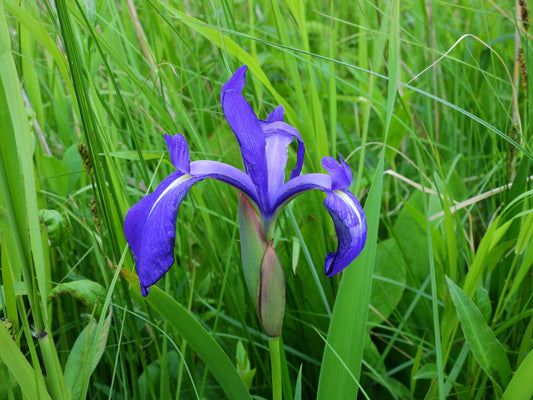 Iris laevigata 'blue' - Marginal Pond Plants - MP048