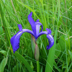 1 / 7cm Bareroot