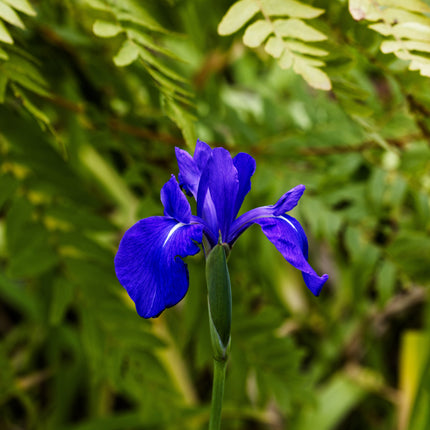 Iris laevigata 'blue'