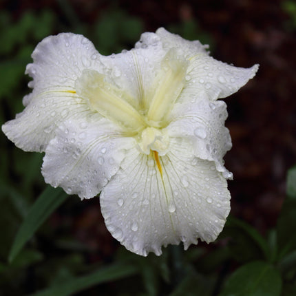 Iris louisiana 'Arabian Bayou'