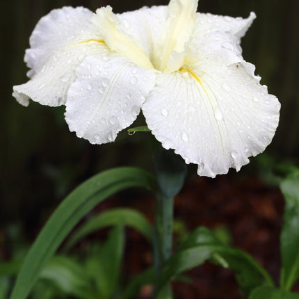 Iris louisiana 'Arabian Bayou'
